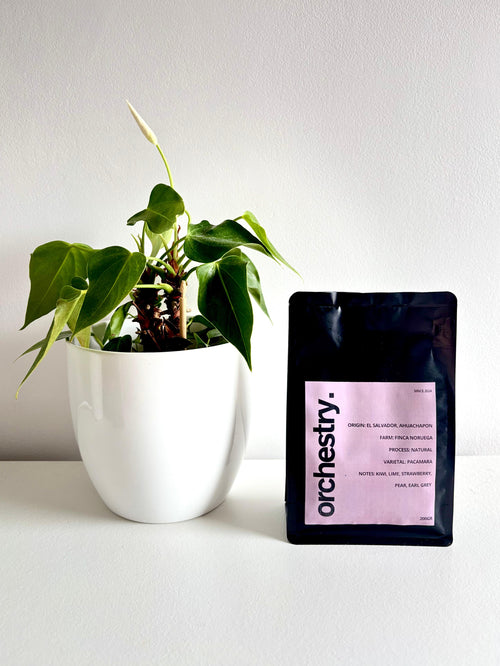 El Salvador, Finca Noruega- Natural Pacamara